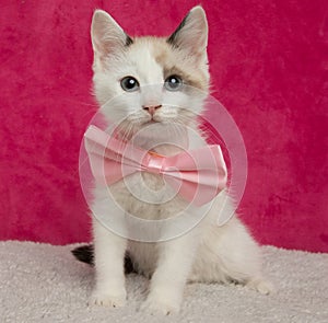 white and blue eyed kitten cat wearing a pink bow tie sitting down portrait