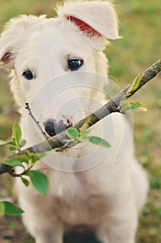 Cute white borzoi puppy in the garden or backyard. Russian greyhound dog outside looking at the camera. Some bushes, branches or