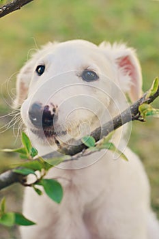 Cute white borzoi puppy in the garden or backyard. Russian greyhound dog outside looking at the camera. Some bushes, branches or