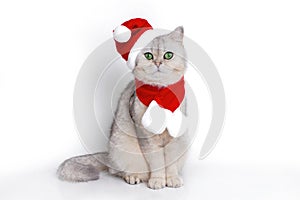 a cute white british cat, sits in the red cap of Santa Claus and red scarf