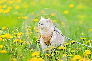 a cute white British cat walks in the spring on the grass with yellow dandelions, looks away.