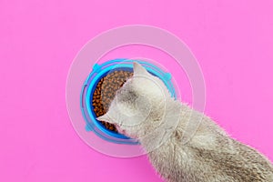 Cute white British kitten eats dry food