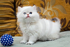 A cute white British long-haired kitten is standing on the couch