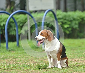 Beagle tri-color dog seating