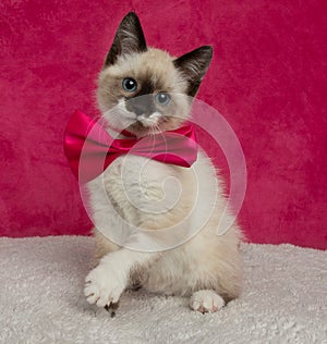 white and brown and blue eyed kitten cat wearing a pink bow tie portrait