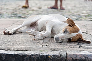 Cute white and brown dog lying peacefully on the floor