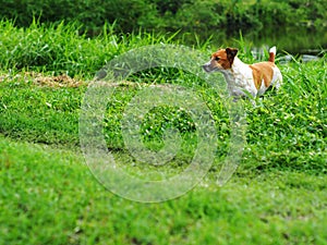 Cute white brown fat lovely jack Russell dog backside selective focus playing resting outdoor in authentic green grass field