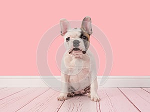 Cute white and brown french bulldog puppy sitting in a pink living room facing the camera