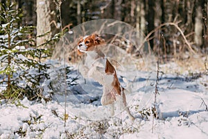 A cute white and brown king charles spaniel, standing in a snow covered woodland setting. Plays with the snow