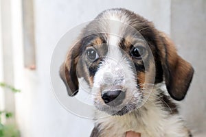 Cute white brown pappy in hand of female looking at camera, outside close up