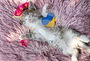cute white-brown striped kitten sleeps sweetly on a pink pillow, lying on his back, spreading his paws
