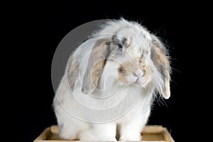 Cute white and brownspotted lop rabbit