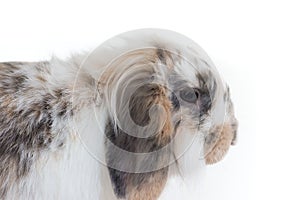 Cute white and brownspotted lop rabbit