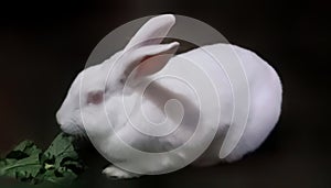 A cute white bunnny