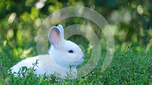 Cute white bunny in the green grass in the garden near the house. A beautiful little rabbit