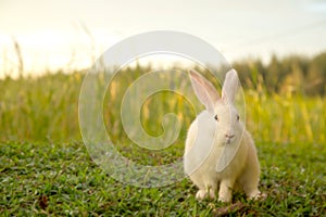 Cute white bunny and sunset.