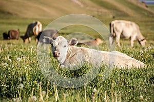 Cute white calf lying in high grass on a meadow. Cows in the background.