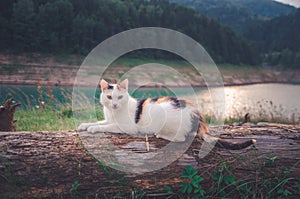 Cute white cat with brown spots laying on a fallen tree next to a turquoise lake