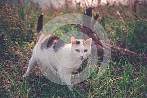 Cute white cat with brown spots walking outside