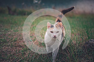 Cute white cat with brown spots walking outside