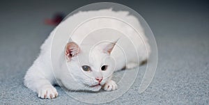 Cute white cat on carpet