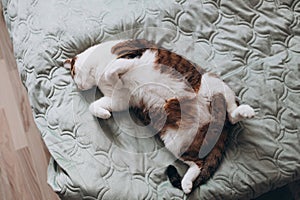 Cute White cat with gray spots sleeps in a bed. The cat is resting, soft focus. Funny home pet. Concept of relaxing and