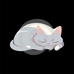 Cute white cat having a nap, snugly curled up isolated on a black background