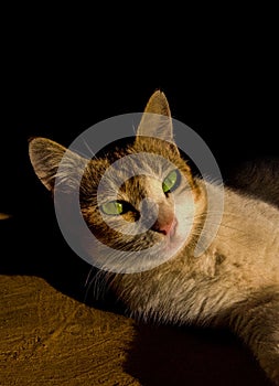 Cute white cat with his starning eyes