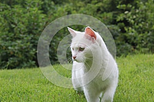 Cute white Cat Hunting A Rat In The Norwegian Forest