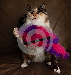 Cute white cat kitten with blue eyes portrait playing with toy