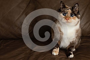 Cute white cat kitten with blue eyes sitting