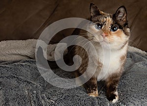 Cute white cat kitten portrait with blue eyes