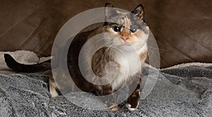 Cute white cat kitten portrait with blue eyes standing