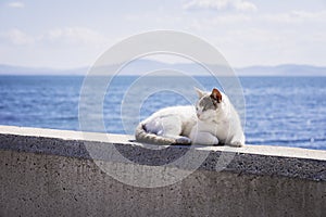 Cute white cat is laying on concrete wall on the beach by sea,. Vacation, summer concept