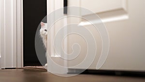 Cute white cat looking behind the door jamb.