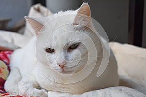 The cute white cat is looking at something.Close up Cat