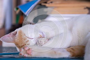 A cute white cat napping in day time