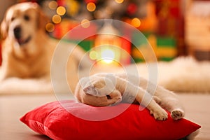 Cute white cat on pillow in room decorated for Christmas and blurred dog. Adorable pets