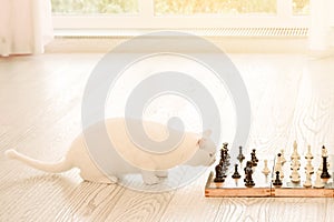 Cute white cat playing chess, pet strategist, horizontal image