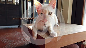 A cute white cat sits and relaxes by the window