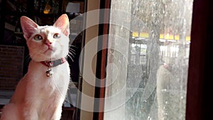 A cute white cat sits and relaxes by the window