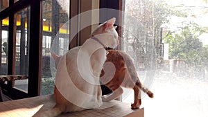 A cute white cat sits and relaxes by the window