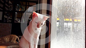 A cute white cat sits and relaxes by the window