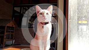 A cute white cat sits and relaxes by the window
