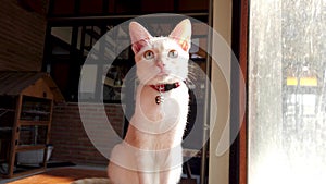 A cute white cat sits and relaxes by the window