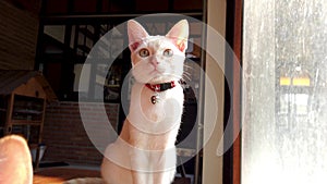 A cute white cat sits and relaxes by the window