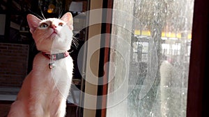 A cute white cat sits and relaxes by the window