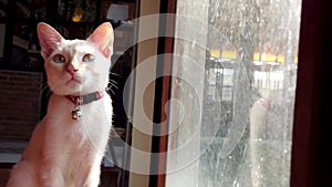 A cute white cat sits and relaxes by the window