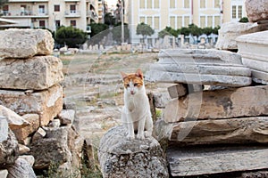 Cute white cat sitting on the ancient ruins in the streets of Greece