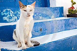 Cute white cat sitting on blue and white stairs in santorini, greece